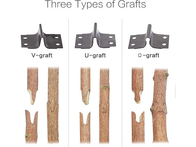 Fruitboom, entschaar - afbeelding 6 van  7