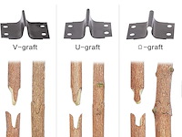 Fruitboom, entschaar - afbeelding 6 van  7