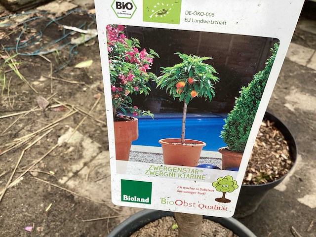 Fruitstam - nectarine (x10) - afbeelding 1 van  4