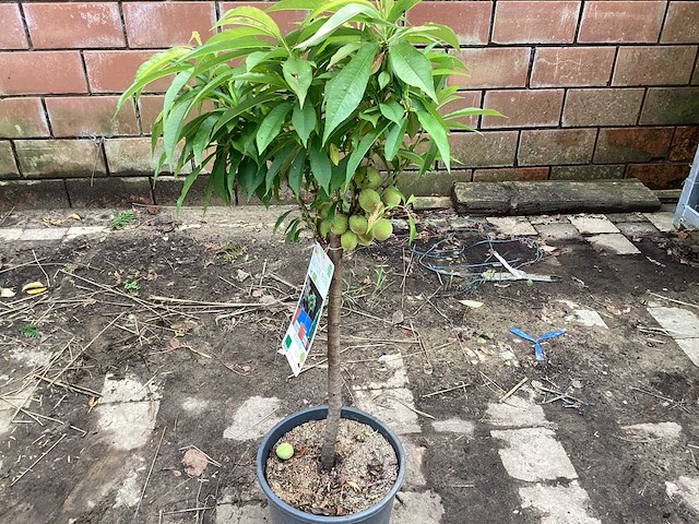 Fruitstam - nectarine (x10) - afbeelding 3 van  4