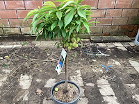 Fruitstam - nectarine (x10) - afbeelding 2 van  3