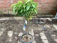 Fruitstam - nectarine (x10) - afbeelding 3 van  4