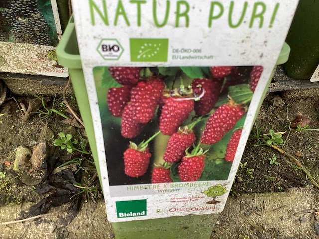 Fruitstruiken - frambozen (x10) - afbeelding 3 van  3
