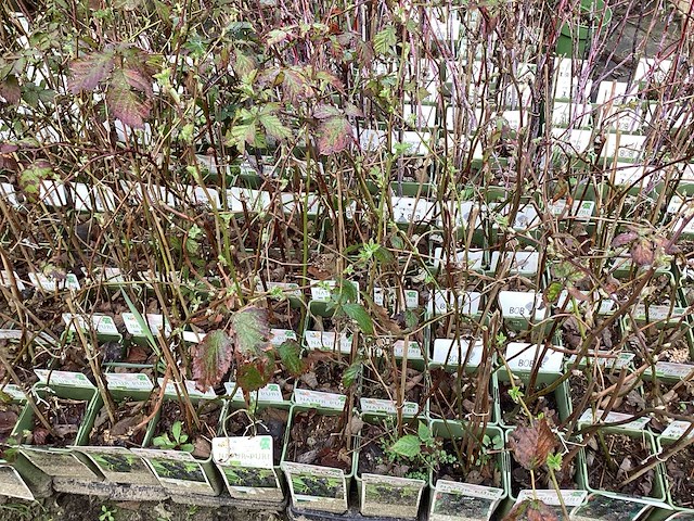 Fruitstruiken - frambozen (x10) - afbeelding 1 van  3