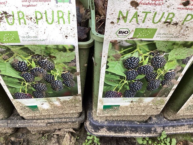 Fruitstruiken - frambozen (x10) - afbeelding 1 van  2