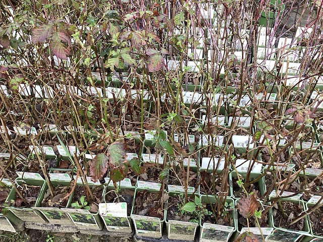 Fruitstruiken - frambozen (x10) - afbeelding 1 van  3