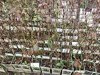 Fruitstruiken - frambozen (x10)