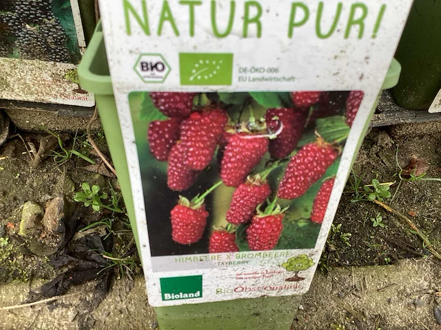 Fruitstruiken - frambozen (x10) - afbeelding 3 van  3