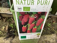 Fruitstruiken - frambozen (x10) - afbeelding 3 van  3