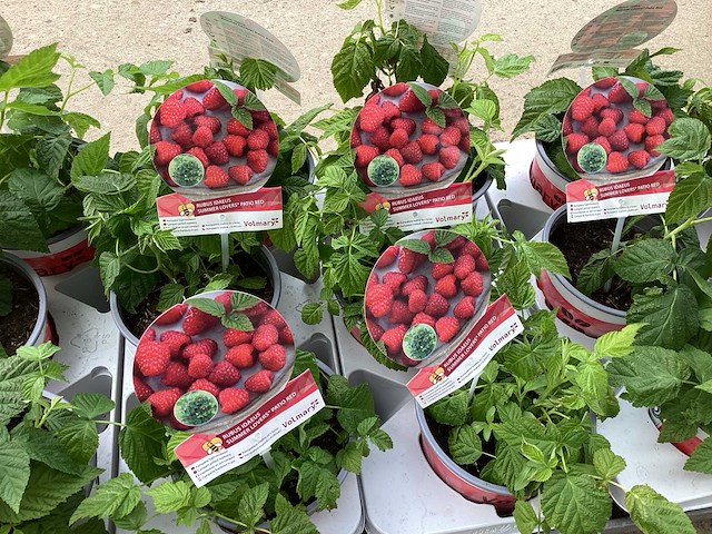Fruitstruiken - frambozen (x5) - afbeelding 2 van  2