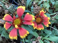 Gallardia (60) edelweiss (40)