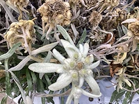 Gallardia (60) edelweiss (40) - afbeelding 2 van  2
