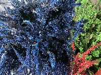 Gallardia (60x) - afbeelding 1 van  3