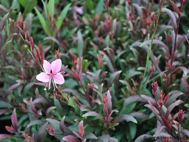 Gaura "compact pink", 72 stuks - afbeelding 2 van  2