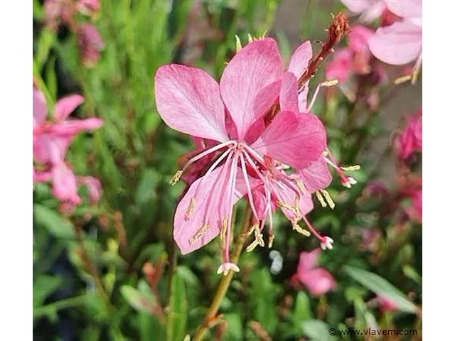 Gaura "compact pink", 72 stuks - afbeelding 1 van  2