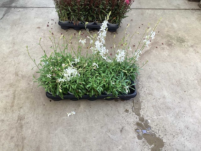 Gaura wit en gaura roos (80) - afbeelding 1 van  2