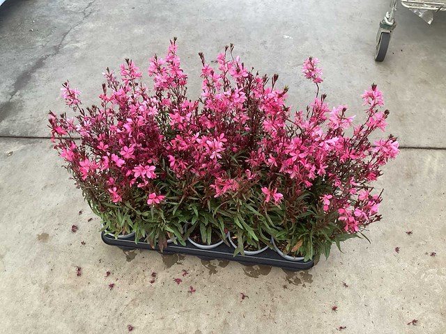 Gaura wit en gaura roos (80) - afbeelding 2 van  2