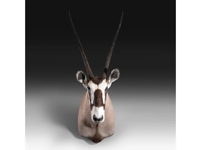Gemsbok (oryx gazella) shoulder mount, taxidermy trophy, h 130 cm - afbeelding 1 van  3