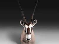 Gemsbok (oryx gazella) shoulder mount, taxidermy trophy, h 130 cm