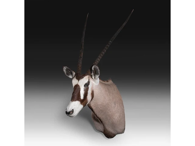 Gemsbok (oryx gazella) shoulder mount, taxidermy trophy, h 130 cm - afbeelding 2 van  3