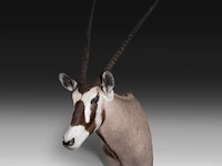 Gemsbok (oryx gazella) shoulder mount, taxidermy trophy, h 130 cm - afbeelding 2 van  3
