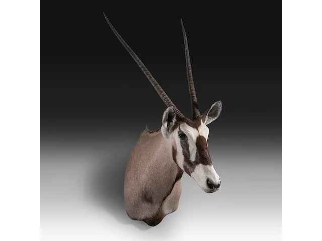 Gemsbok (oryx gazella) shoulder mount, taxidermy trophy, h 130 cm - afbeelding 3 van  3