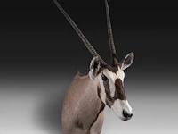 Gemsbok (oryx gazella) shoulder mount, taxidermy trophy, h 130 cm - afbeelding 3 van  3