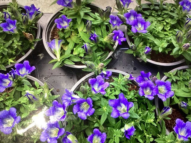 Gentiaan (100x) - afbeelding 1 van  1