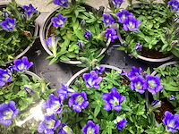 Gentiaan (100x) - afbeelding 1 van  1