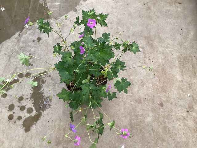 Geranium(50) - afbeelding 1 van  2