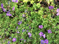 Geranium(50) - afbeelding 2 van  2