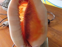 Gesculpteerde schelp gemonteerd als lamp - afbeelding 3 van  5