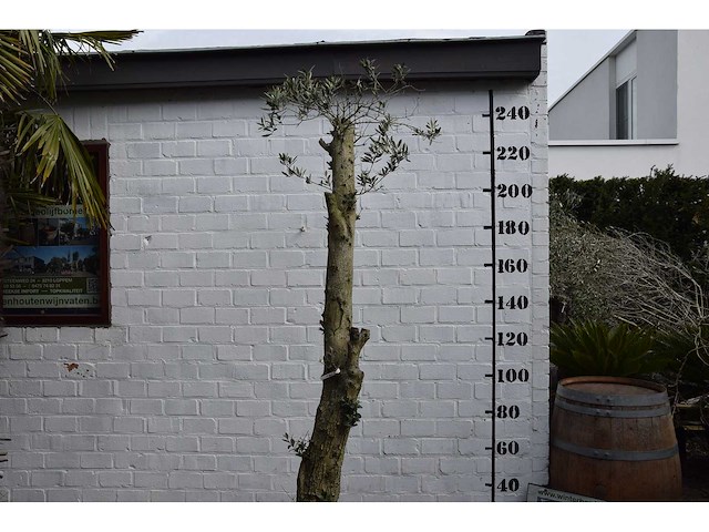 Gesnoeide olijfboom - olijfboom - afbeelding 1 van  8