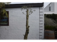 Gesnoeide olijfboom - olijfboom - afbeelding 1 van  8