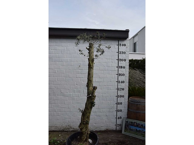 Gesnoeide olijfboom - olijfboom - afbeelding 2 van  8