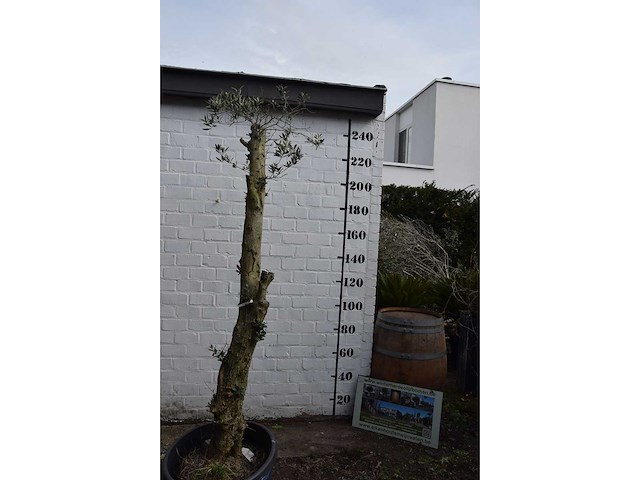 Gesnoeide olijfboom - olijfboom - afbeelding 3 van  8