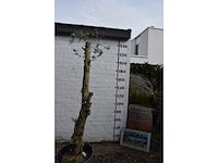 Gesnoeide olijfboom - olijfboom - afbeelding 3 van  8