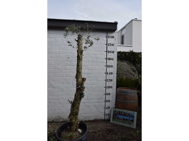 Gesnoeide olijfboom - olijfboom - afbeelding 4 van  8