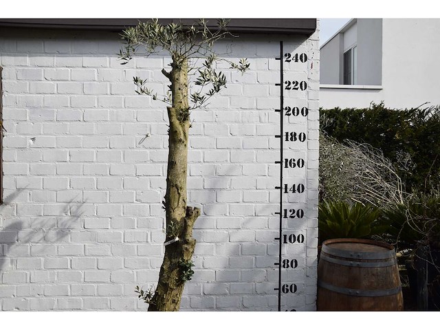 Gesnoeide olijfboom - olijfboom - afbeelding 5 van  8