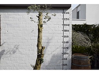 Gesnoeide olijfboom - olijfboom - afbeelding 5 van  8