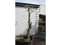 Gesnoeide olijfboom - olijfboom - afbeelding 6 van  8