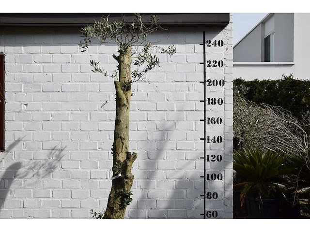 Gesnoeide olijfboom - olijfboom - afbeelding 7 van  8