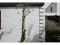 Gesnoeide olijfboom - olijfboom - afbeelding 7 van  8