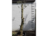 Gesnoeide olijfboom - olijfboom - afbeelding 8 van  8
