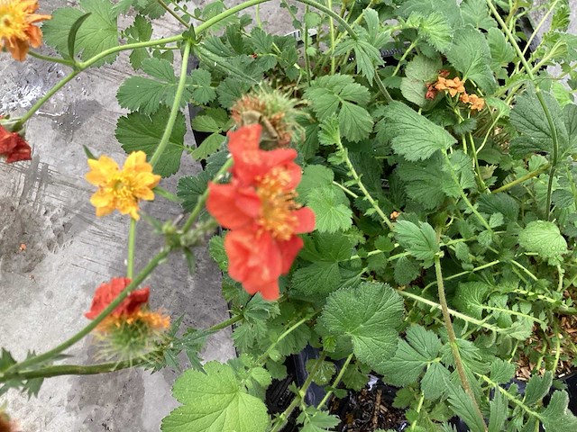Geum (30x) - afbeelding 1 van  3