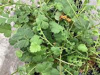 Geum (30x) - afbeelding 2 van  3