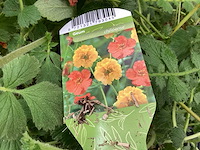 Geum (30x) - afbeelding 3 van  3