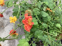 Geum (30x) - afbeelding 1 van  3