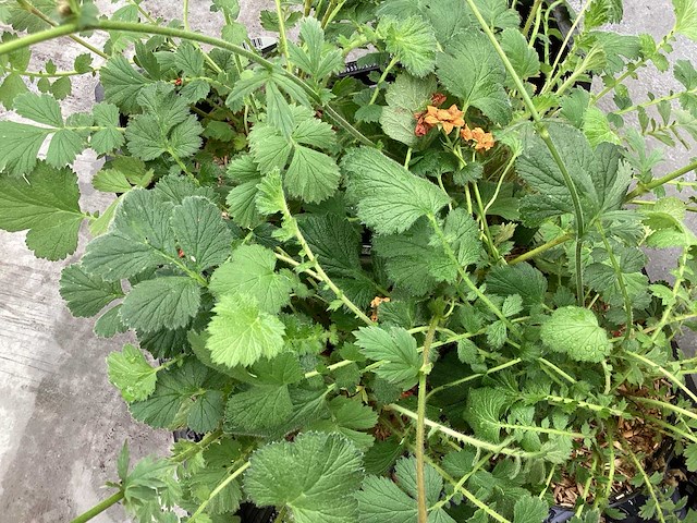 Geum (30x) - afbeelding 2 van  3