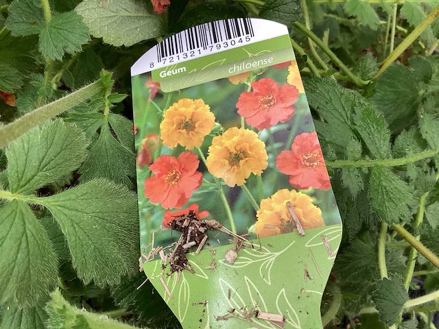 Geum (30x) - afbeelding 3 van  3